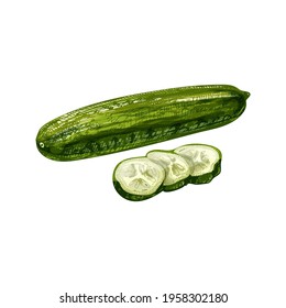 Fresh green cucumbers whole and slice. Vintage vector hatching color hand drawn illustration isolated on white background