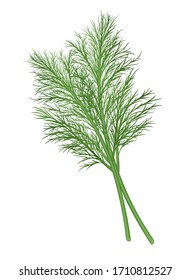 Fresh green dill branch. Vector illustration.