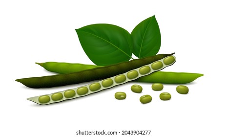 Fresh (green) and dried (black) mung bean pods (ripe, unripe, opened) with leaves and seeds isolated on white background. Realistic vector illustration.