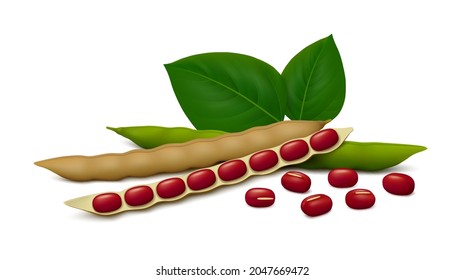 Fresh (green) and dried (brown) adzuki bean pods (ripe, unripe, opened) with leaves and red seeds isolated on white background. Realistic vector illustration.