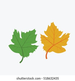 fresh green and dry leaf vector