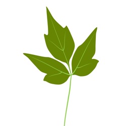 Fresh Green Eastern Poison Ivy Leaf 