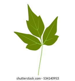 fresh green Eastern Poison Ivy leaf 