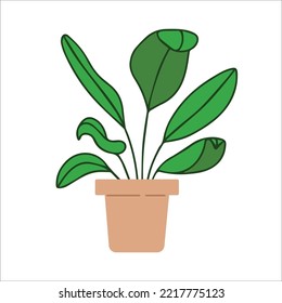 Fresh green ficus with pot.House plant growing in pot.Home and office interior decoration. Foliage indoor decor in flowerpot. Flat vector illustration isolated on white background. 
