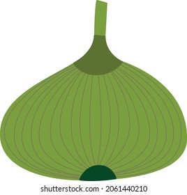 Fresh green fig vector illustration