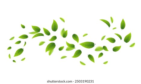 Fresh green flying tea or mint leaves, healthy vegetarian organic food and drink. Element for beauty and cosmetics design.