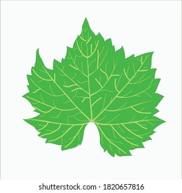 Fresh green grapes leaf vector.