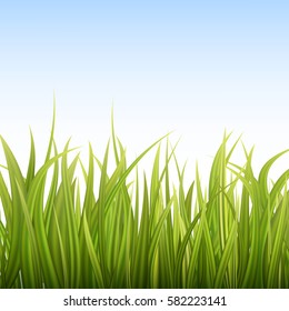 Fresh green grass with blue sky. Spring or summer background. Vector Illustration.