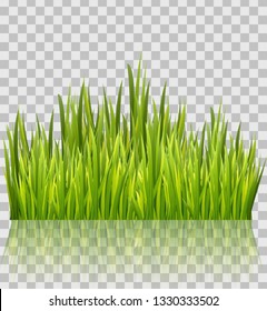 Fresh green grass border isolated on transparent glossy background. Decoration element. Vector illustration