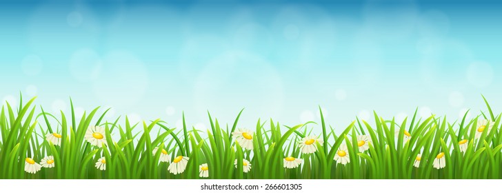 Fresh green grass, daisies and blue sky, vector illustration