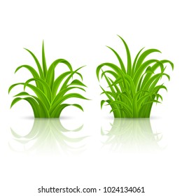 Fresh Green Grass Elements for Spring Design. Illustration on White Background