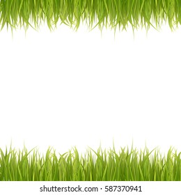 Fresh green grass isolated on white. Spring or summer background. Vector Illustration.