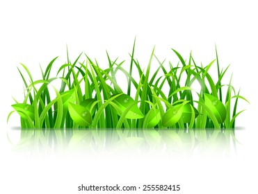 Fresh green grass and leaves on white background