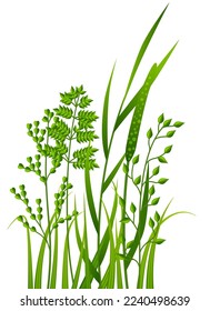 Fresh green grass. Meadow herbs. Realistic plants