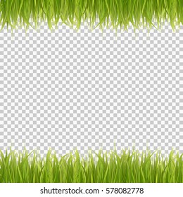 Fresh green grass on transparent background. Spring or summer. Vector Illustration.