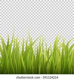 Fresh green grass on transparent background. Spring or summer. Vector Illustration.