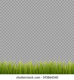 Fresh green grass on transparent background. Spring or summer. Vector Illustration.