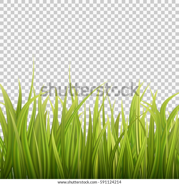 透明な背景に新鮮な緑の草 春か夏 ベクターイラスト のベクター画像素材 ロイヤリティフリー
