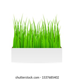 Fresh green grass in pot. Element of home decor. Vector realistic illustration, isolated.