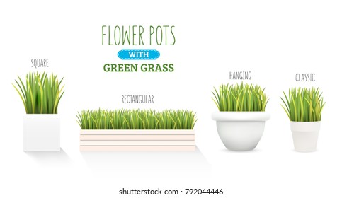 Fresh green grass in a square pot. A set with several forms of pots. Element of home decor. The symbol of growth and ecology. Vector realistic illustration, isolated.