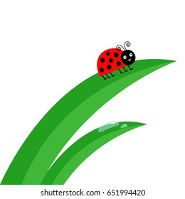 Fresh green grass stalk close up. Ladybug Ladybird insect. Morning water drop set. Cute cartoon baby character. Garden nature decoration element Flat design White background. Isolated Vector