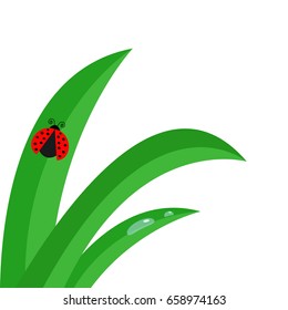 Fresh green grass stalk close up. Water drop set. Morning drop set. Ladybug Ladybird insect. Cute cartoon baby character. Garden nature decoration element Flat design White background. Isolated Vector