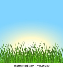 Fresh green grass with sunrise on blue sky. Floral nature spring or summer background. Vector illustration