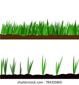 Fresh green grass vector isolated on white background.