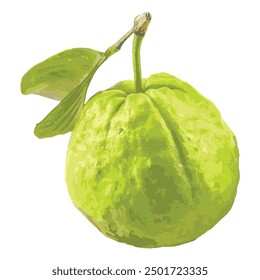 Fresh Green Guava Vector Illustration On White Background