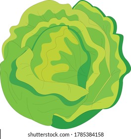 Fresh green head of cabbage