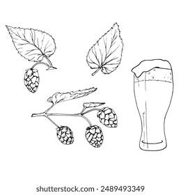 Fresh green hop. Glass of beer. Graphic hand drawn illustration for Octoberfest. Vector sketch for ornament or any design