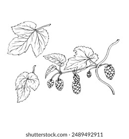 Fresh green hop. Graphic hand drawn illustration for Octoberfest. Vector sketch for ornament or any design