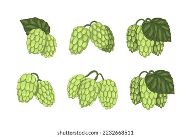 Fresh green hop plants with cones and leaves vector illustration