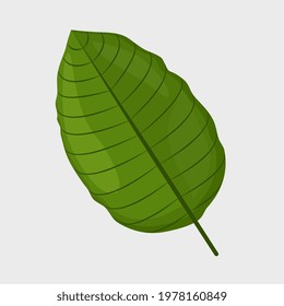 Fresh Green Kratom Leaf (Mitragyna Speciosa) Isolated On White Background. Icon Vector Illustration.