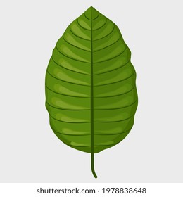 Fresh Green Kratom Leaf (Mitragyna Speciosa) Isolated On White Background. Icon Vector Illustration.