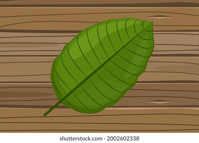 Fresh Green Kratom Leaf (Mitragyna Speciosa) Isolated On Wood Background. Icon Vector Illustration.