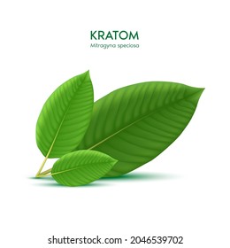 Hojas verdes de Kratom (Mitragyna speciosa) Alternativa vegetal, narcóticos, analgésicos. Concepto médico. Vector 3D realista. Aislado sobre fondo blanco.