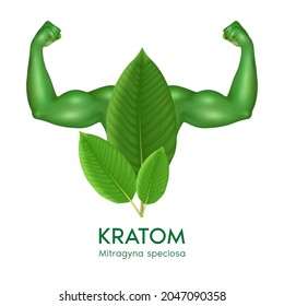 Hojas verdes de Kratom (Mitragyna speciosa) con brazos que muestran músculos fuertes potentes. Producto alternativo herbal, narcóticos, analgésicos. Concepto médico. Vector 3D realista.