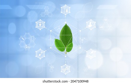 Fresh green kratom leaf (Mitragyna speciosa)  plant leaf for using herbal. Molecule structural model. Icon medical network connection, Medical science technology concept. 3D Vector.