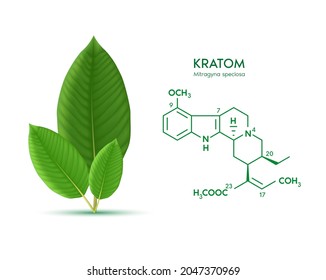 Hojas de Kratom verdes frescas (Mitragyna speciosa) Estructura química de la especiogynina. Alternativa vegetal, narcóticos, analgésicos. Concepto médico. Vector 3D realista. Aislado sobre fondo blanco.