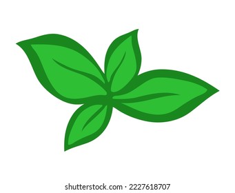 Fresh green leaf basil. Delicious and appetizing food. Cooking and lunch. Cartoon vector illustration isolated on white background. Hand drawn sketch