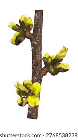  Fresh Green Leaf Buds Growing on Twig Close Up. Early Spring Plant Growth with Budding Branch Detail. Botanical Closeup of Budding Branch with Young Leaves