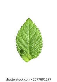 fresh green leaf icon without background