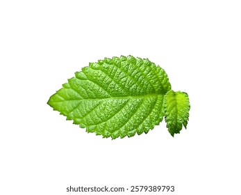 fresh green leaf icon without background
