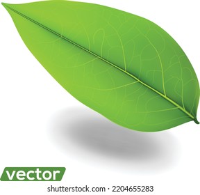 Hojas verdes frescas aisladas en fondo blanco. diseño vectorial. 