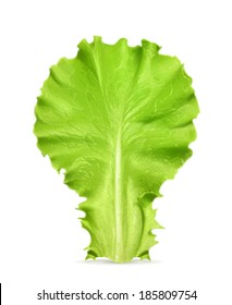 Fresh green leaf lettuce, vector illustration