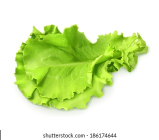 Fresh Green Leaf Lettuce, Vector Illustration