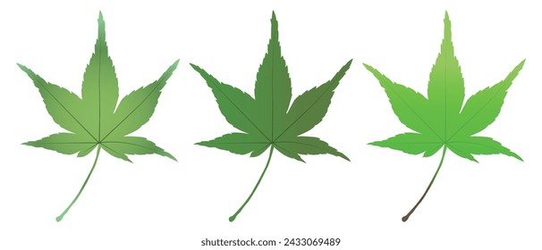 fresh green leaf maple icon