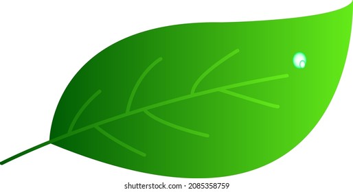 fresh green leaf natural design.