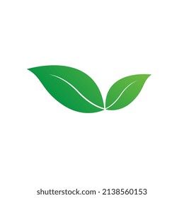 a fresh green leaf on white background, natural leaf icon, logo, symbol template, beautiful green leaf vector, used for element design and bio eco Green icon